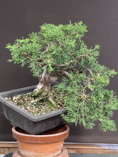 Shohin genévrier itoigawa