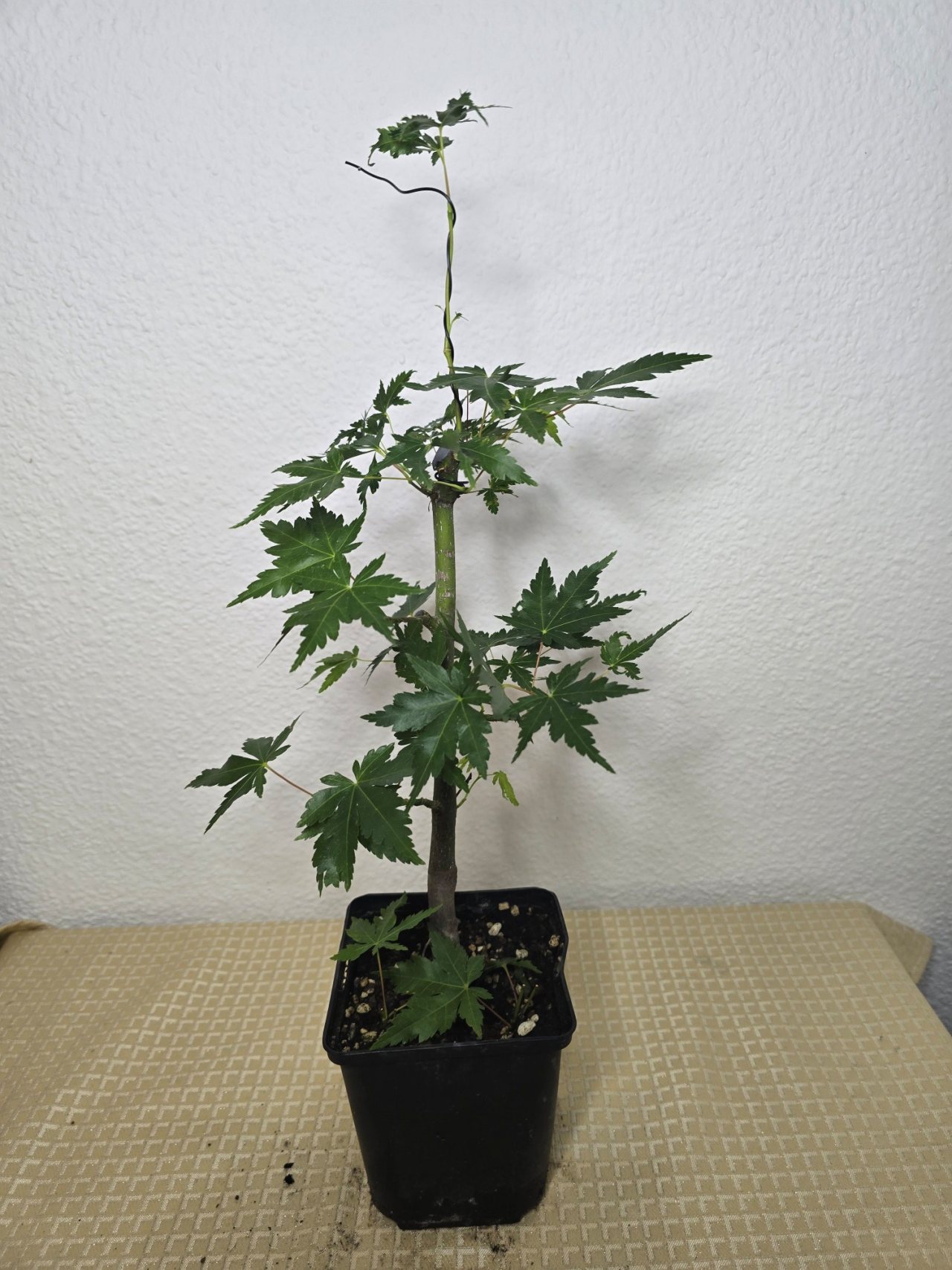 Photo 25