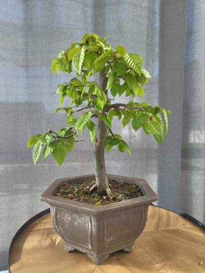 Hainbuche Zögling