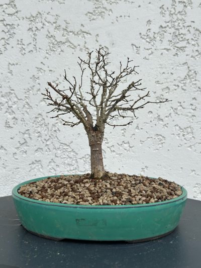 Zelkova