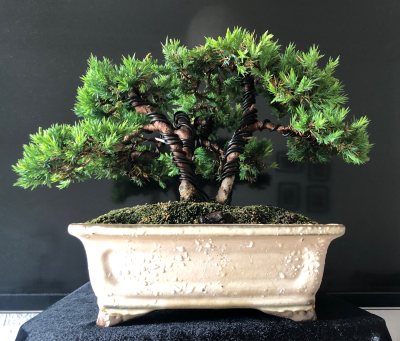 Chinensis Kabudachi
