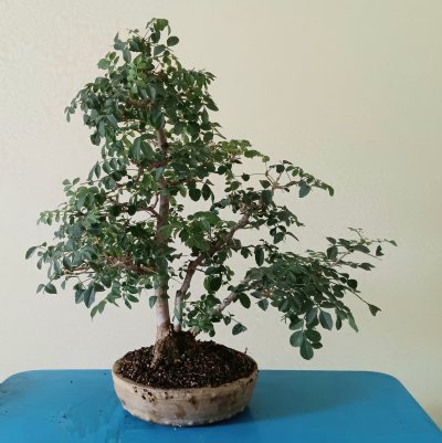 Fraxinus