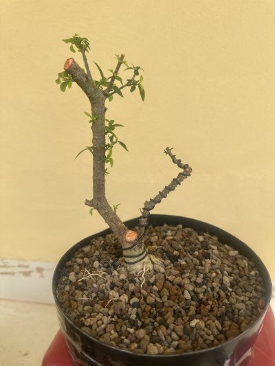Mai chiếu thuỷ lắc
