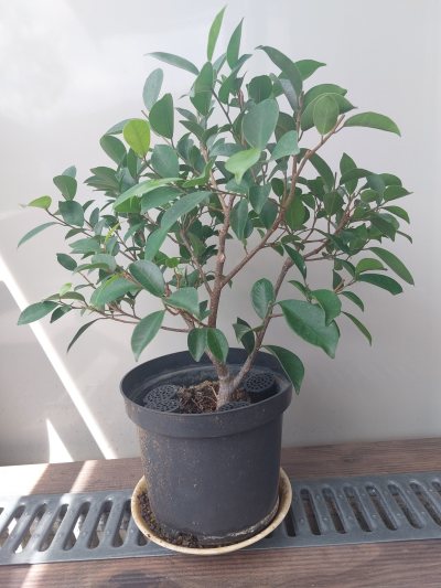 Ficus clip and grow