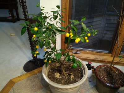 Calamondin, mini orange tree