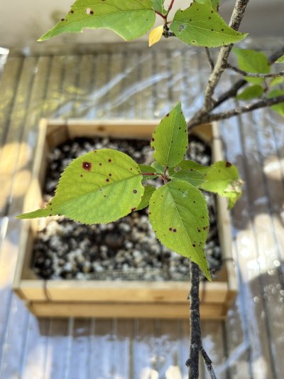 Prunus mume