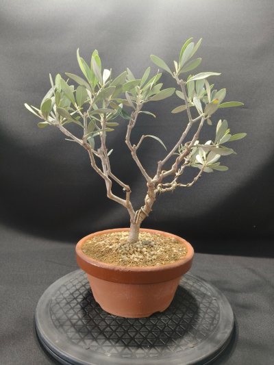 Olivo Joven
