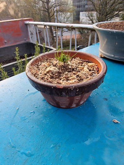 Little white pine