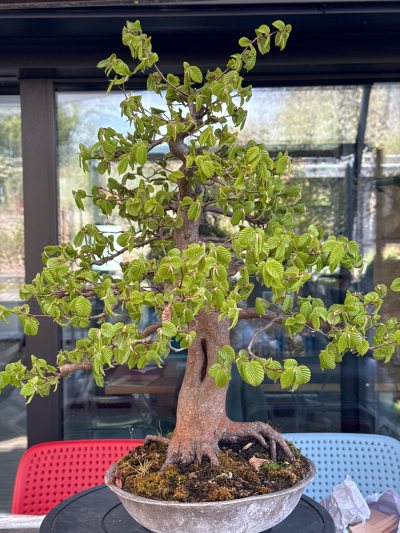 Hainbuche 1