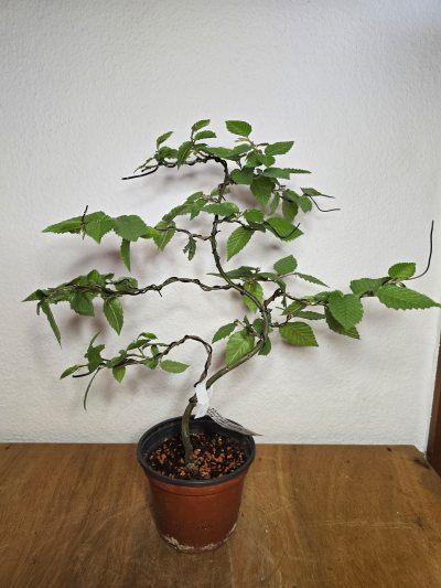 Hainbuche 002