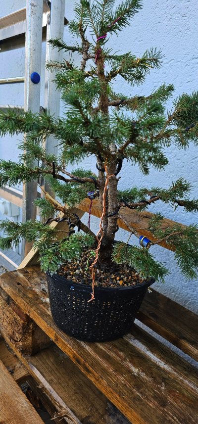 Picea dble tronc