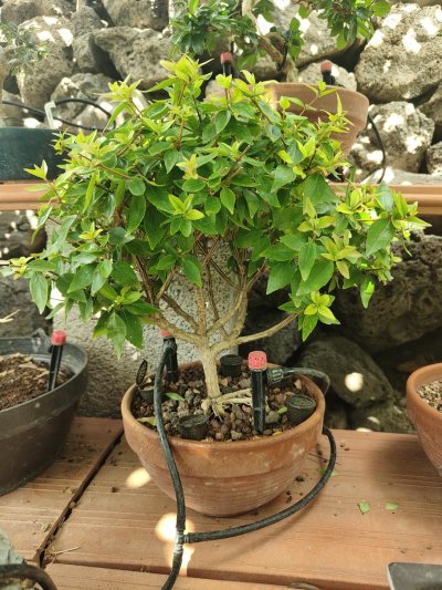 Abelia