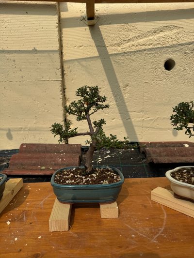 Cotoneaster perenne 3