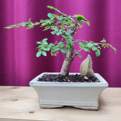 Zelkova Japonica