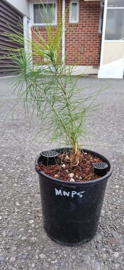 Twin Trunk Pine