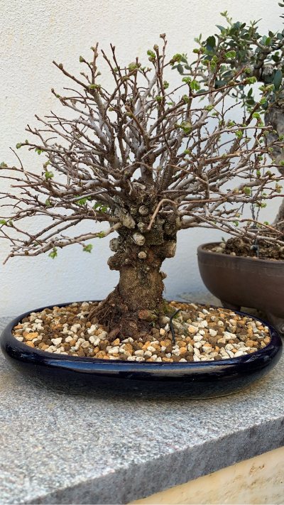 Zelkova “Escoba”**