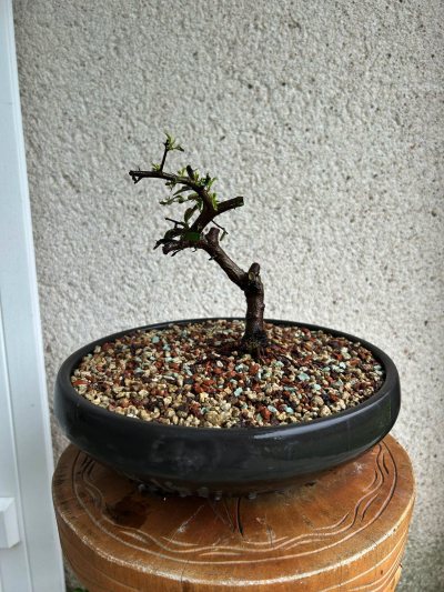Pyracantha petit