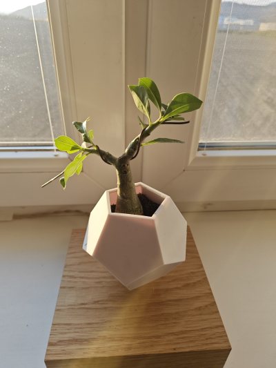 Desert Rose