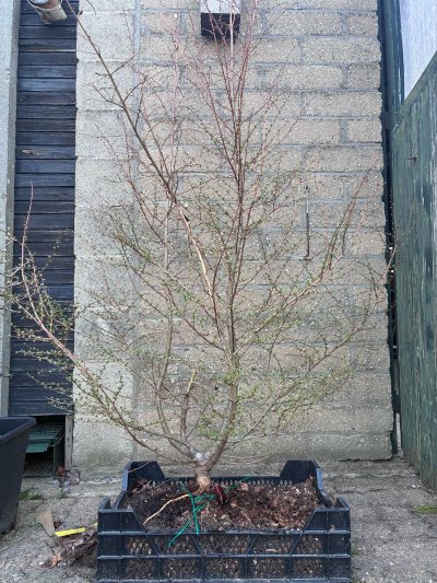 Pinus sylvestris