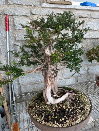 Tasso cuspidata