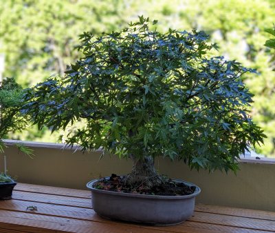 Acer Palmatum - Fächerahorn