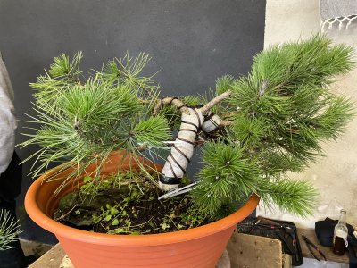 Pin Sylvestre - Arbreus "Vital" 2