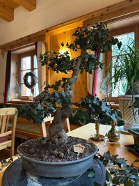Beschneiden und Drahten - 12.03.26 - Photo 1/1