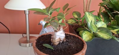 Ficus essai fusion