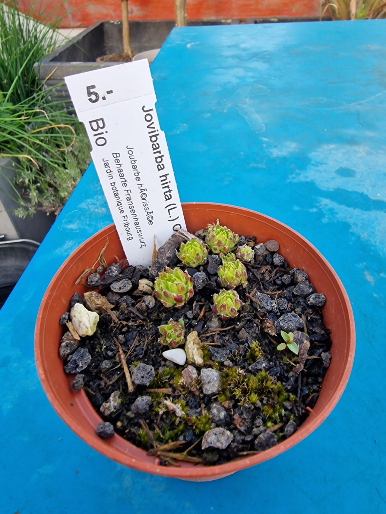 Photo 20