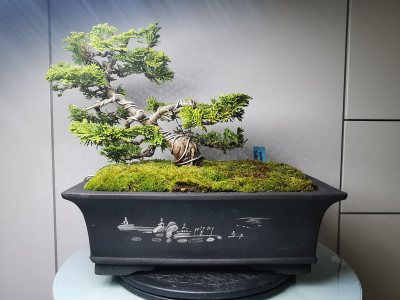 Cyprès Hinoki