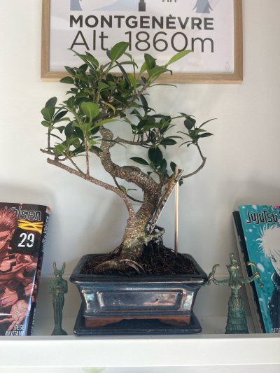 Ficus retusia