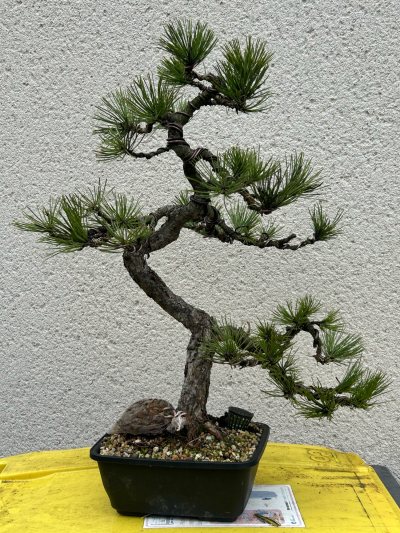 Pin noir d’Autriche