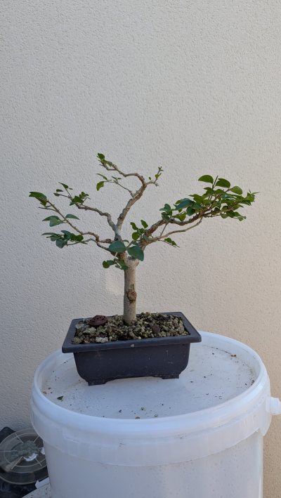 Rosa Troene