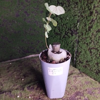 Бирючина японская БиЯ01 🌳≈◎⌑◇