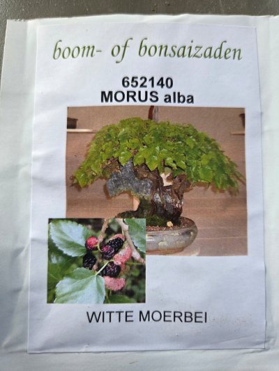 Witte moerbei zaad