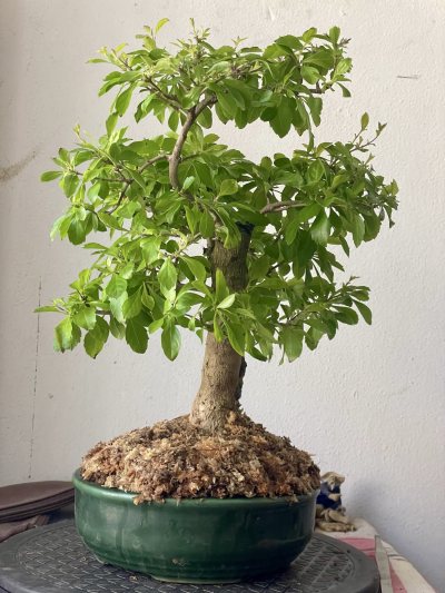 Durantha erecta