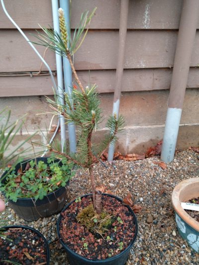 Japanese Black Pine, Ondai graft upright