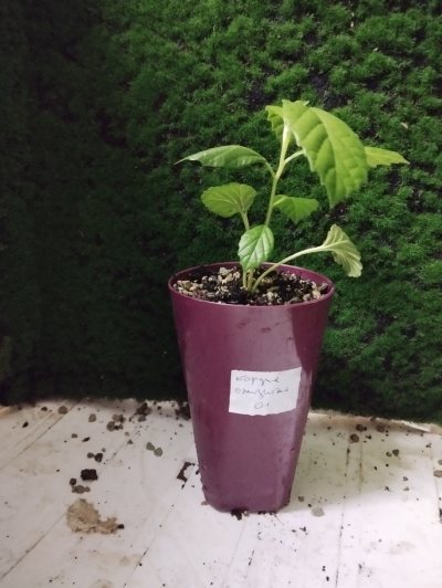 Кордия слизистая 🌳 КСл01