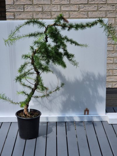7. Lariks vlotstijl