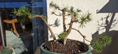 Pin sylvestre 3 troncs