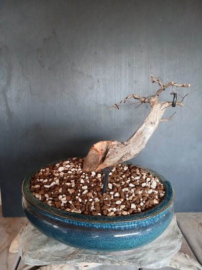 Le couché