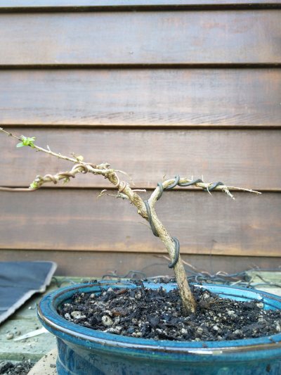 Boxleaf Honeysuckle 002
