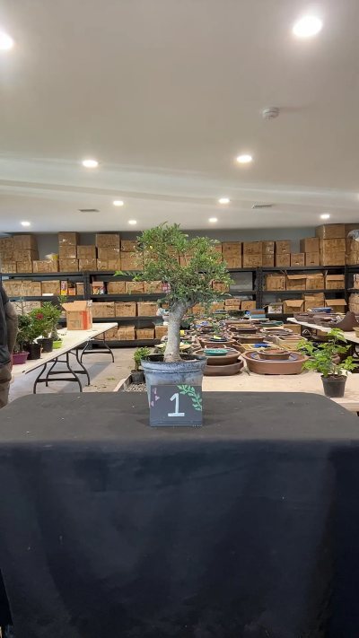 Chinese elm A1