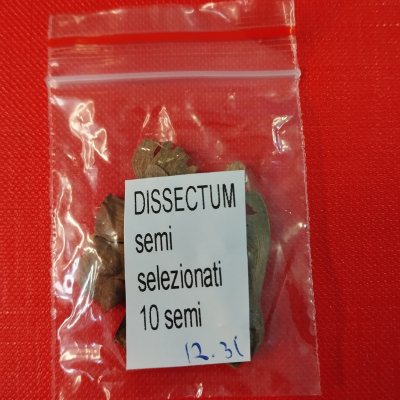 Клён дланевидный (dissectum) семена