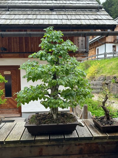 Hainbuche