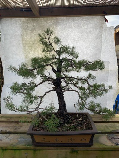 Pin Sylvestre