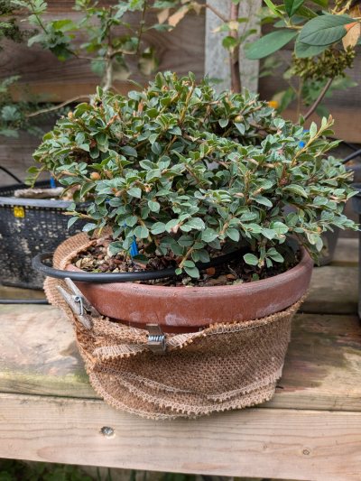 Cotoneaster balais