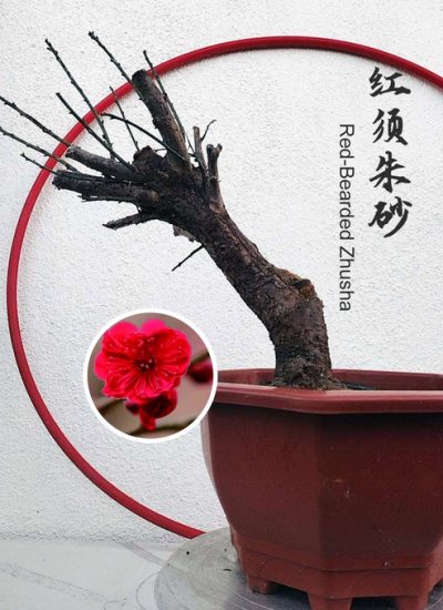 Mume apricot Red-beared Zhusha
