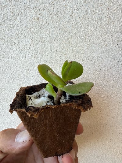 Jade 1