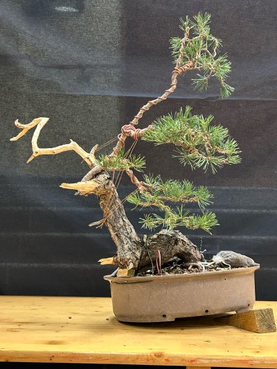 Pin Sylvestre Olivier